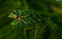 Bor