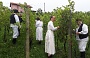 Otvorenje "Branja grojzdja" ove godine u vinogradu zagorske kulinarske zvijezde, pokojnog Slaveka Veeria