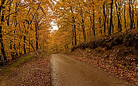 Jesen: Cesta kroz šumu
