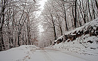 Zima: Cesta kroz šumu