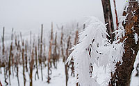 Zima: Vinograd #2