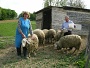 Psi lutalice Buriima poklali pet ovaca, jo pet bori se za ivot