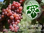 Program Branja grojzdja 2013.