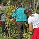 Tombola "Tajanstveni grozd"