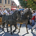 Povorka beraa grojzdja